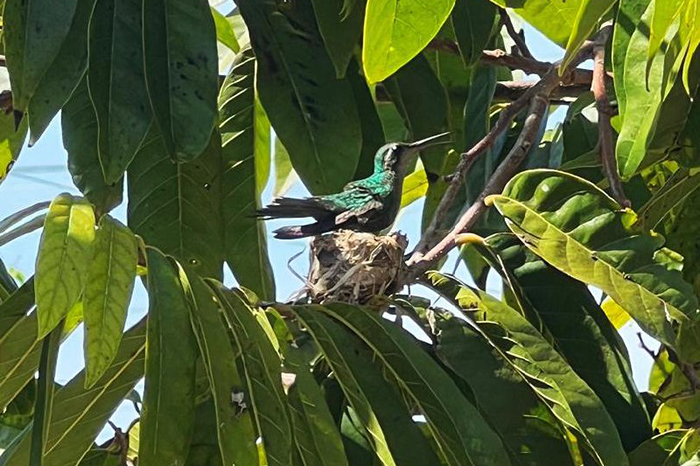 ACN - Cuba