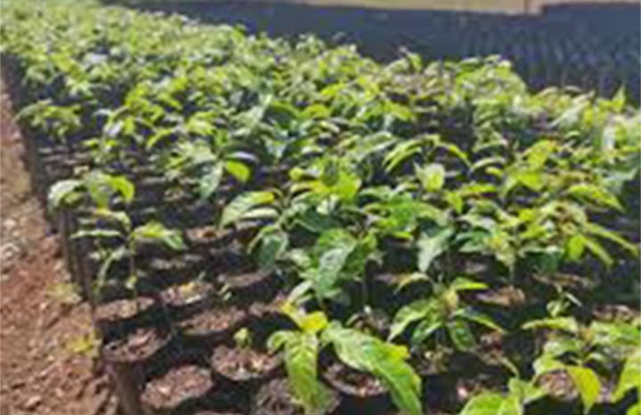 ACN - Cuba