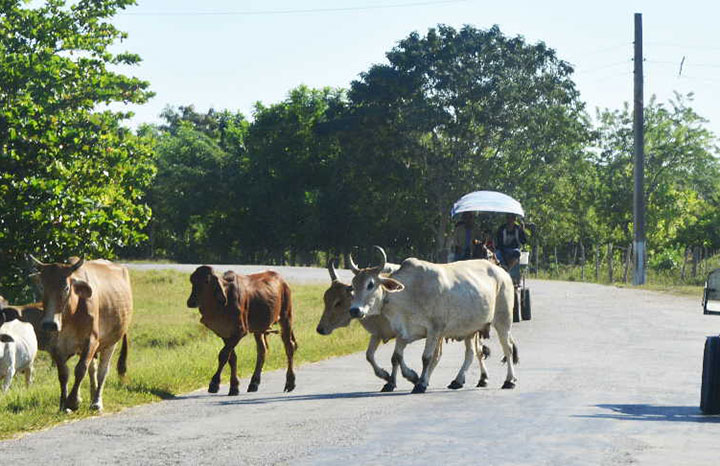 ACN - Cuba