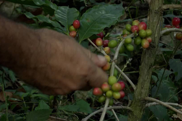 ACN - Cuba