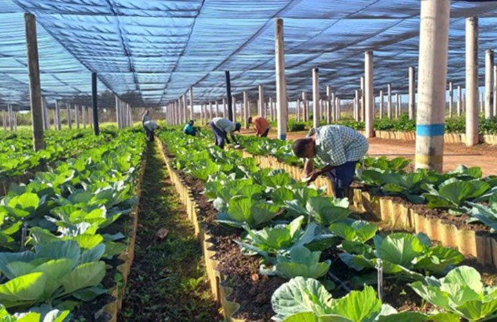 ACN - Cuba
