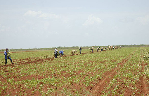 ACN - Cuba