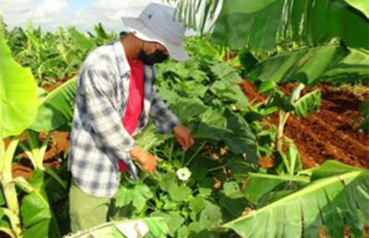 ACN - Cuba