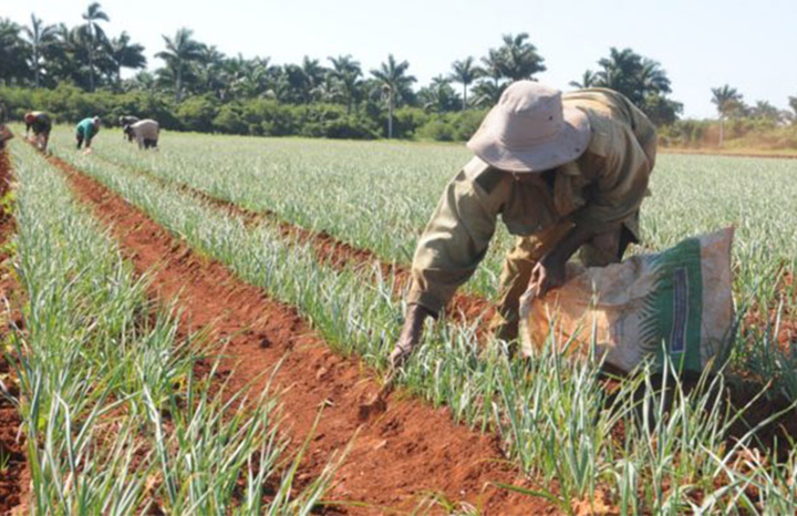 ACN - Cuba