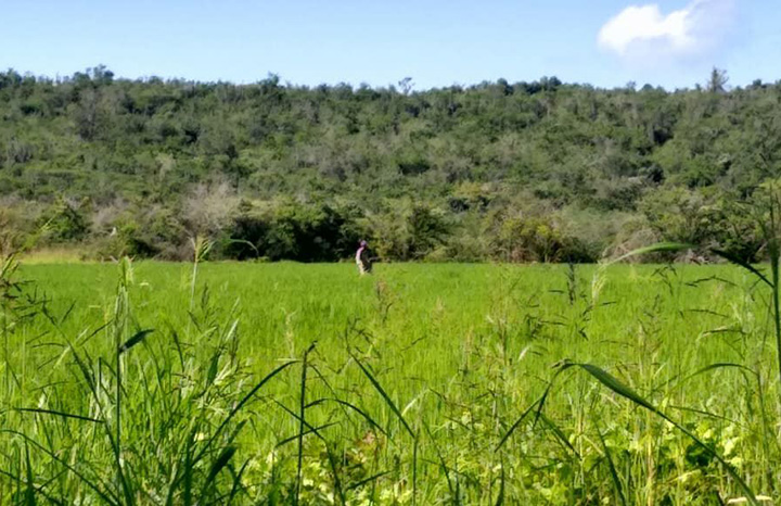 ACN - Cuba