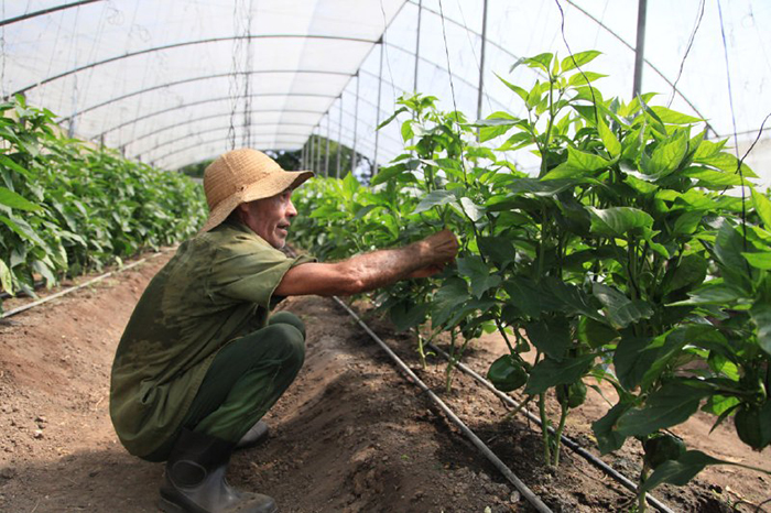 ACN - Cuba