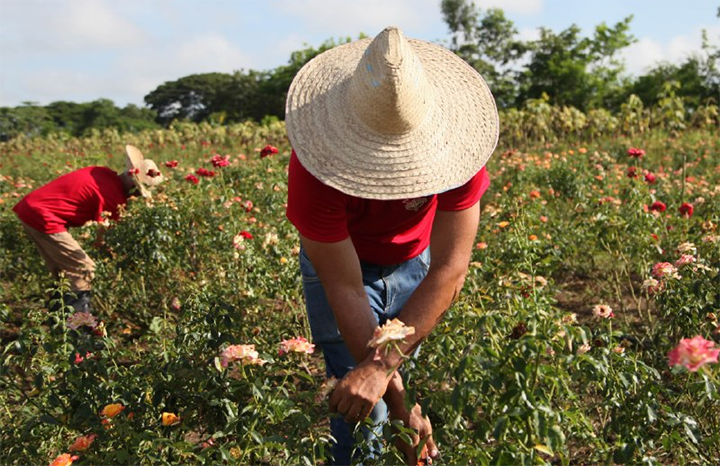ACN - Cuba