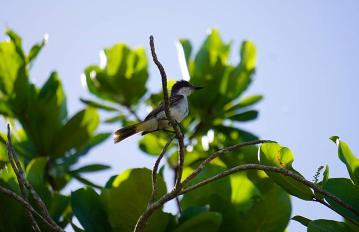 ACN - Cuba