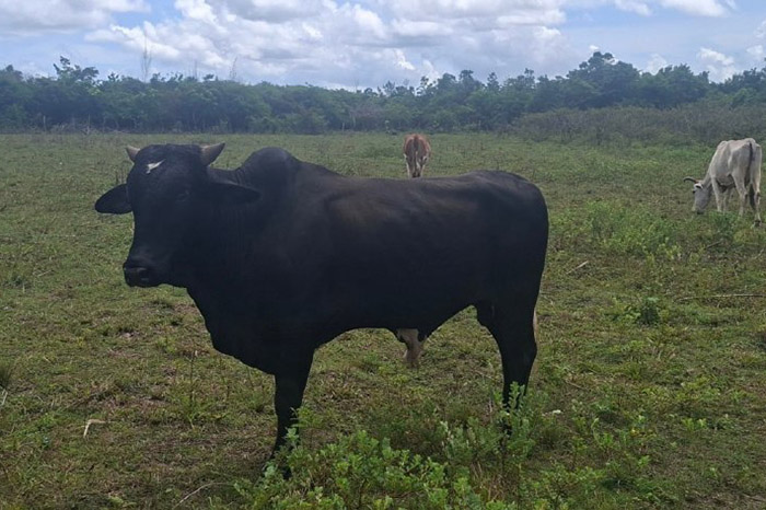 ACN - Cuba