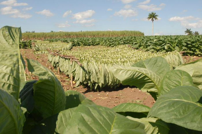 ACN - Cuba
