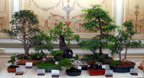 El Comité Nacional de Clubes Martianos, Amigos del Bonsái, presenta la Exposición de Bonsáis, compuesta de piezas naturales del artista Luís A. Hernández Carmenate y cuadros de técnica mixta, de Ángel R. Oramas Ramos, en la Sociedad Cultural José Martí (SCJM), en La Habana , Cuba, el 19 de octubre de 2011. AIN FOTO/Oriol de la Cruz ATENCIO