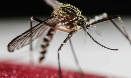 mosquito-aedes-aegypti.jpg