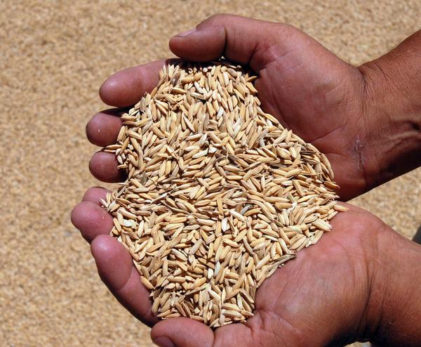 Cada 16 de octubre se celebra en todo el mundo el Día de la Alimentación, proclamado en 1979 por la Conferencia de la Organización de las Naciones Unidas para la Agricultura y la alimentación (FAO). Pinar del Río, Cuba, 16 de octubre de 2013. AIN FOTO/Abel PADRÓN PADILLA