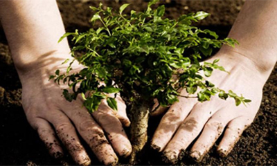 arbol.jpg