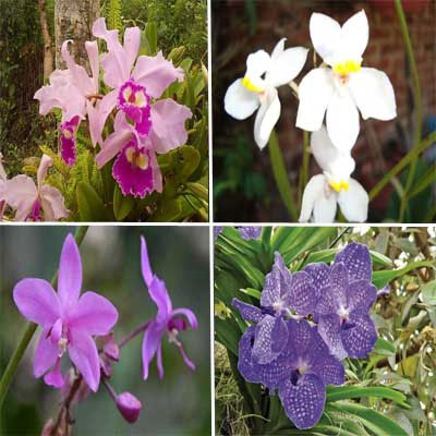 orquideas-cubanas.jpg