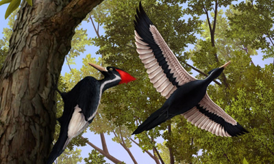 Pajaro Carpintero Real, ave de los antiguos montes vírgenes de Cuba.